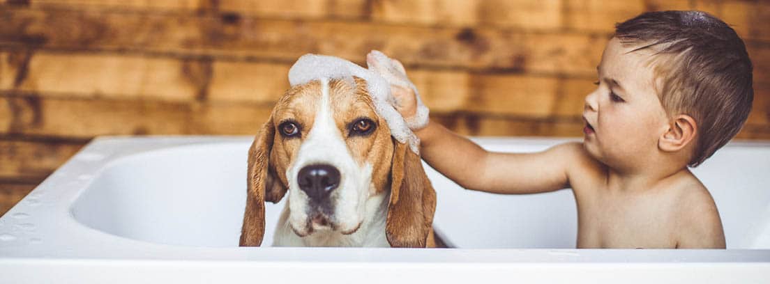 Perro de raza Beagle en la bañera con un bebé que le pone espuma en la cabeza.
