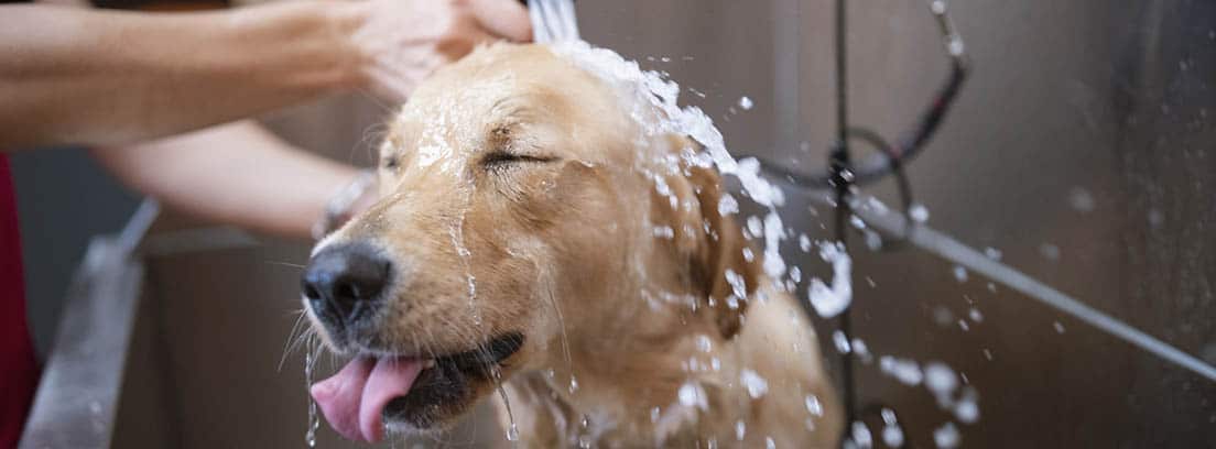 Perro de raza Labrador en la bañera con un chorro de agua sobre la cabeza.