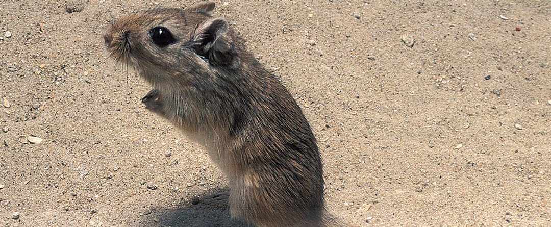 El jerbo, características y curiosidades de este amistoso roedor