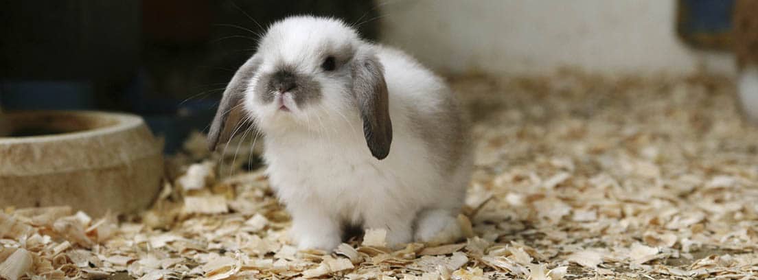 Conejo enano de color blanco y gris sobre un suelo de serrín