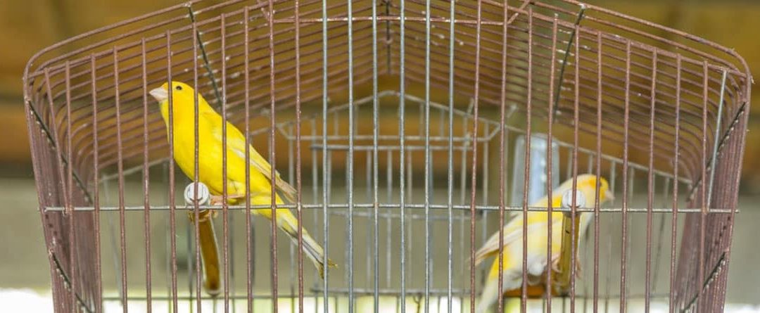 Elegir la jaula ideal para tu canario
