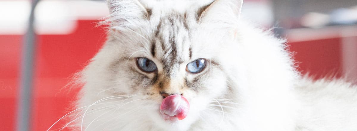 Gato de raza Neva Masquerade blanco con los ojos azules.