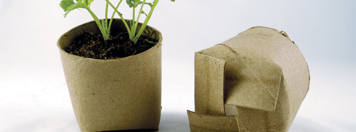 Planta en un rollo de papel higiénico reutilizado como minimaceta biodegradable