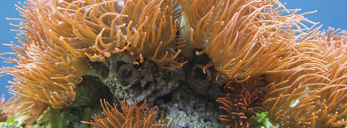 Coral blando en el mar