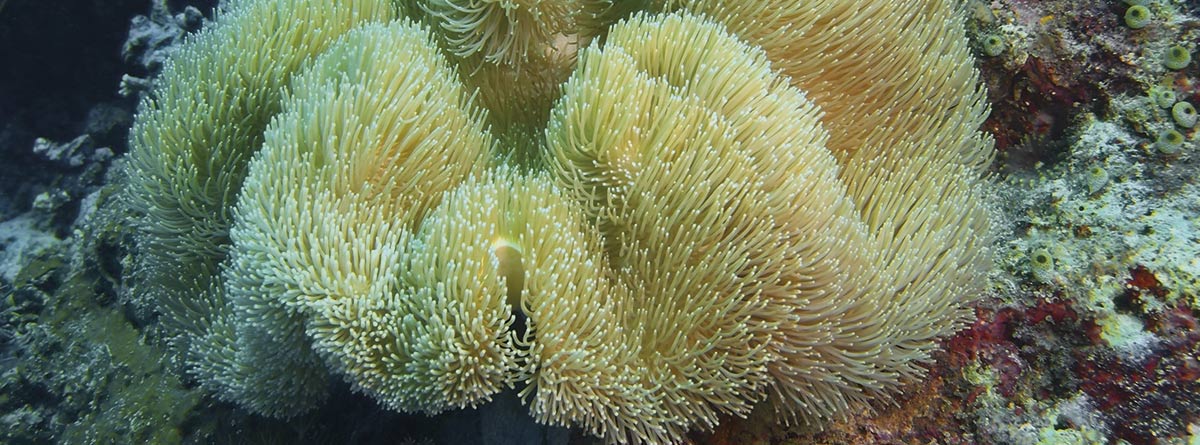 Coral blando en el mar