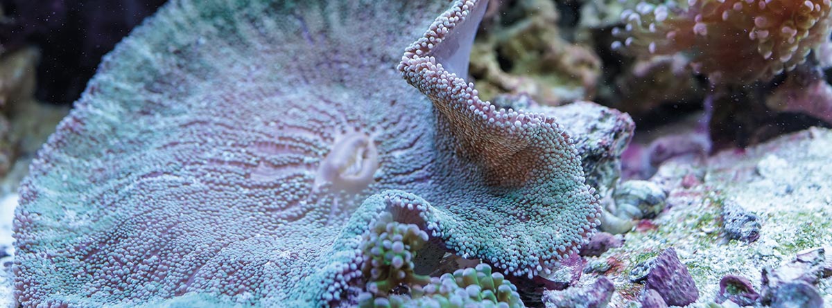 Coral Rhodactis