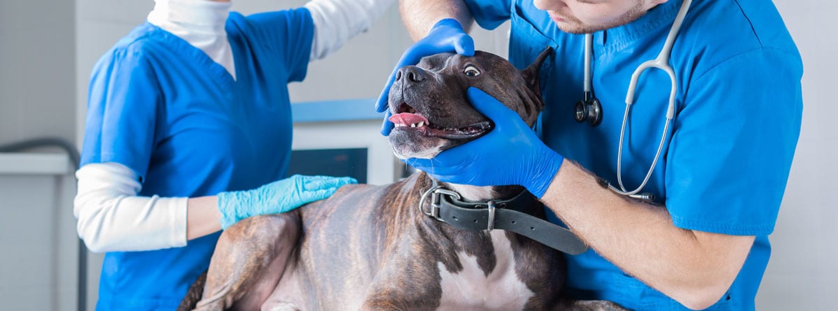 un perro en el veterinario viéndole el ojo