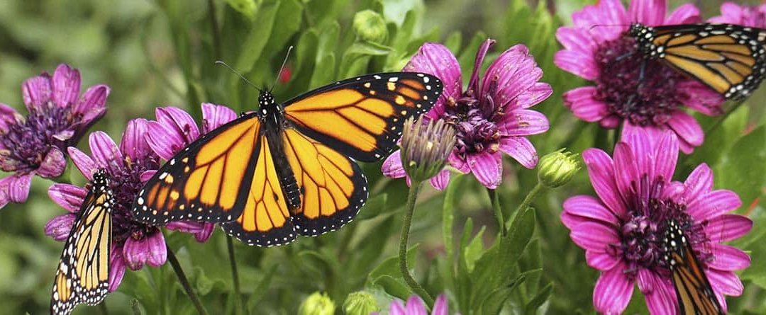 Plantas capaces de atraer a las mariposas