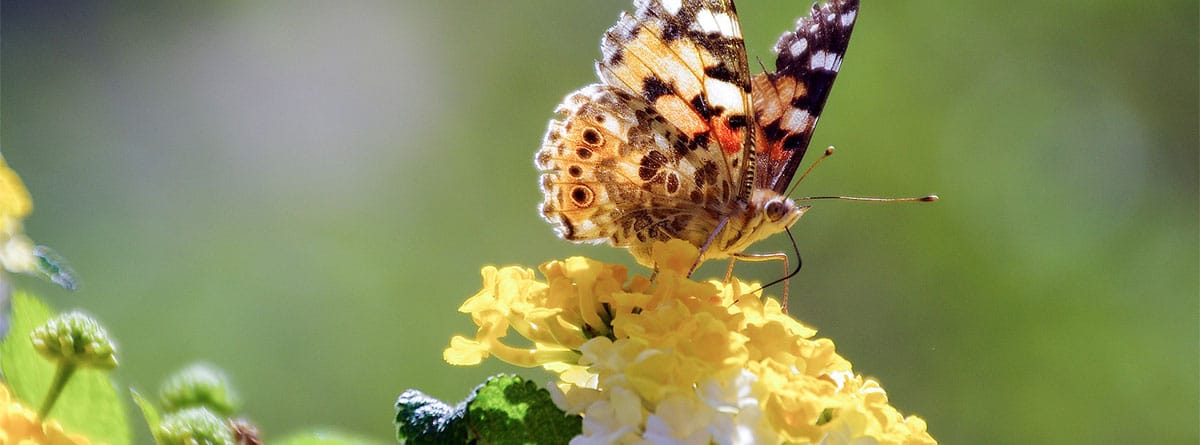 Flor de Lantana con mariposa