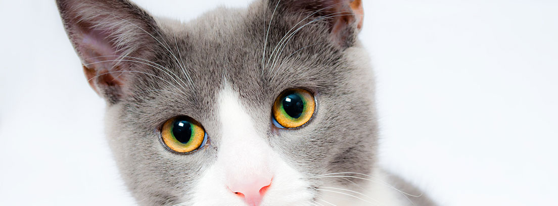 Primer plano de gato con ojos marones y orejas puntiagudas.
