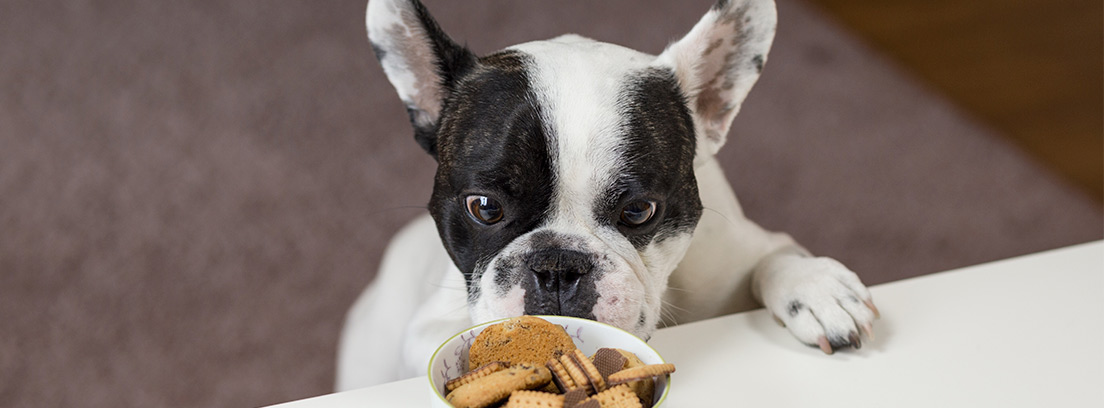 Perro blanco y negro asomado sobre mesa con cuenco de galletas