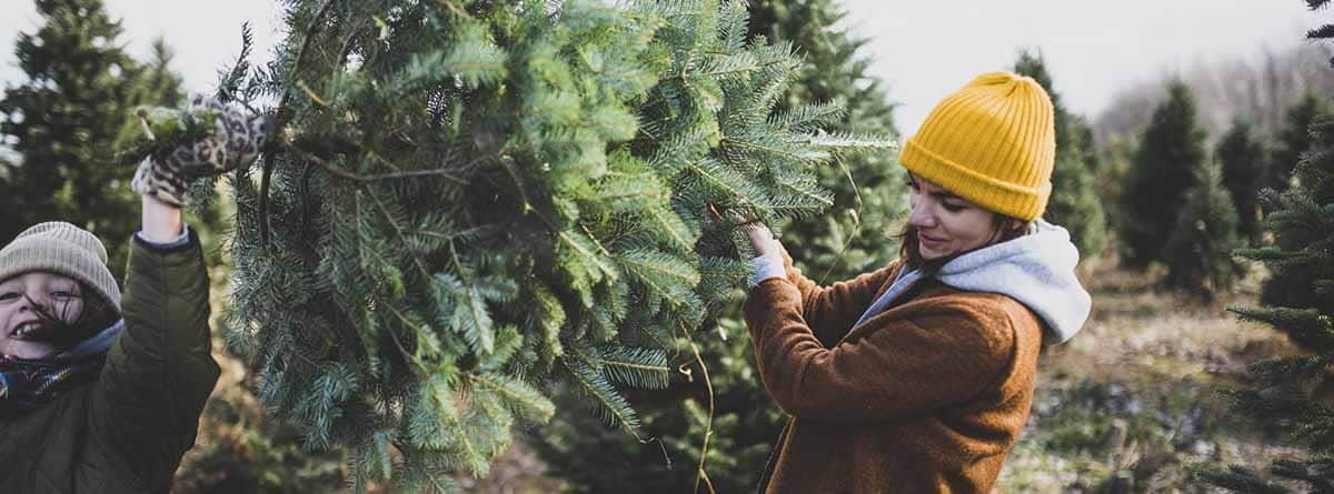 mujer eligiendo árbol de navidad