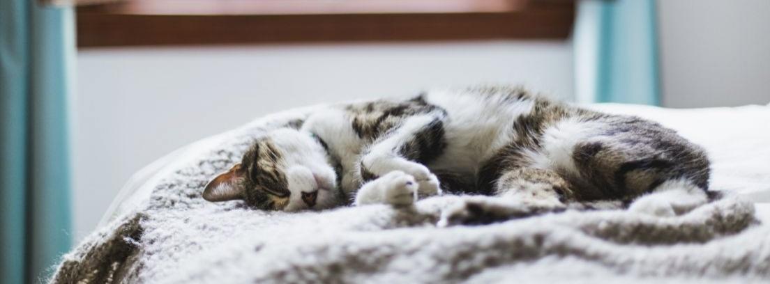 3 camas para gatos que puedes hacer tú mismo