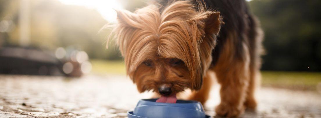 5 síntomas de deshidratación en perros y gatos