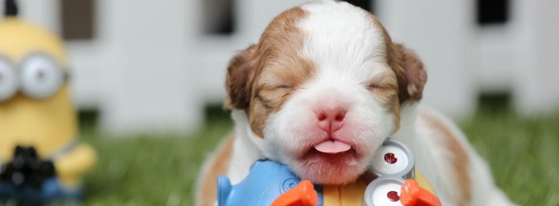 Cuidados de un perro recién nacido