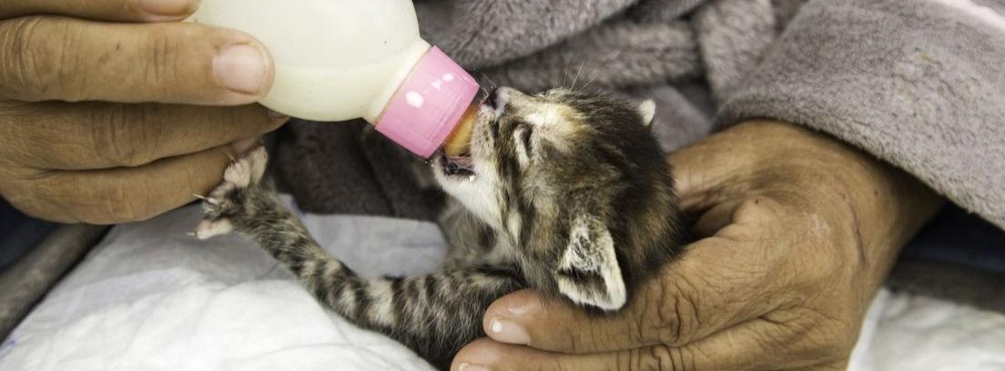 Cómo elaborar leche artificial para alimentar a las crías de gato