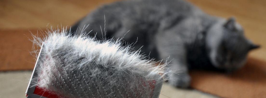 Cómo eliminar el pelo de gato en la ropa