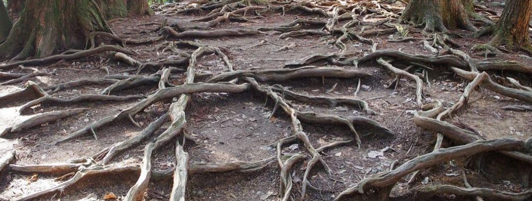 Cómo evitar que las raíces de los árboles dañen el jardín