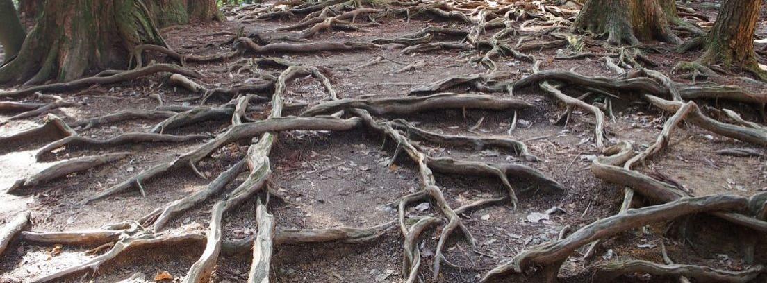 Problemas con raíces de árboles