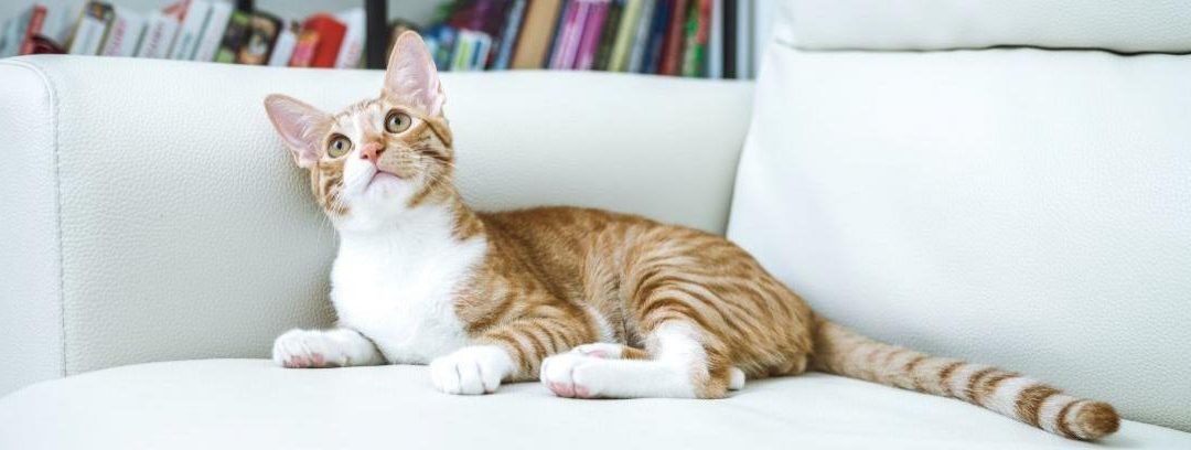 Cómo evitar que tu gato arañe muebles y cortinas