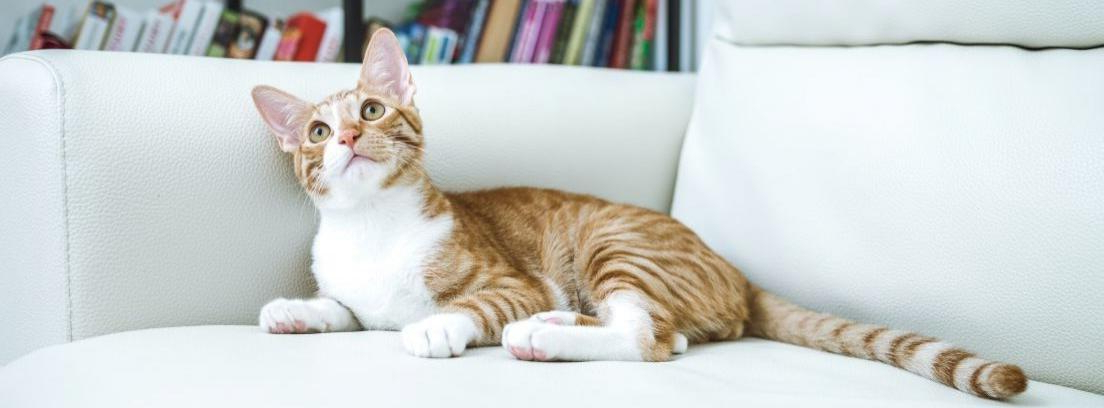 Lujoso vacunación Evaluación Cómo evitar que tu gato arañe muebles y cortinas - canalHOGAR