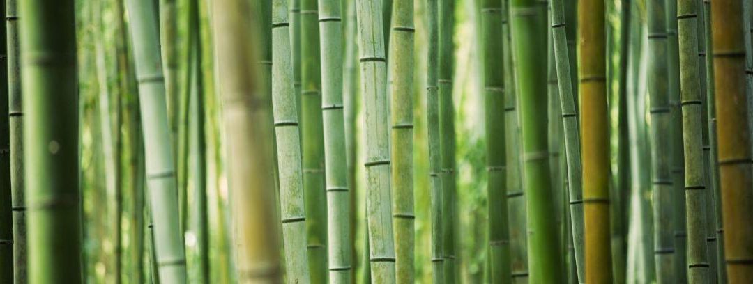 Cómo plantar y cultivar bambú