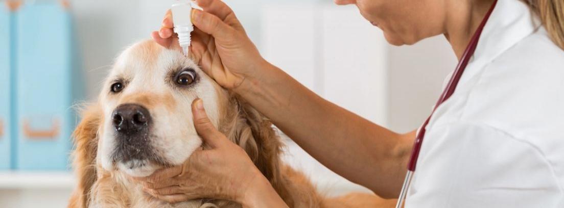Curar conjuntivitis mascotas