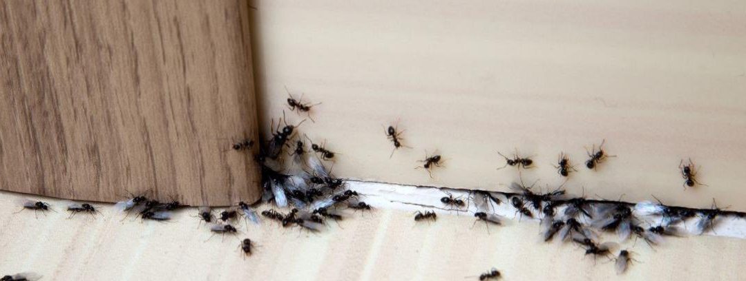 Los mejores remedios contra las hormigas en casa