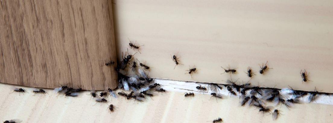 Hormigas bajo una puerta