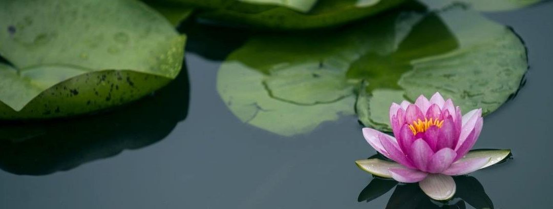 Qué simbolizan las flores de loto