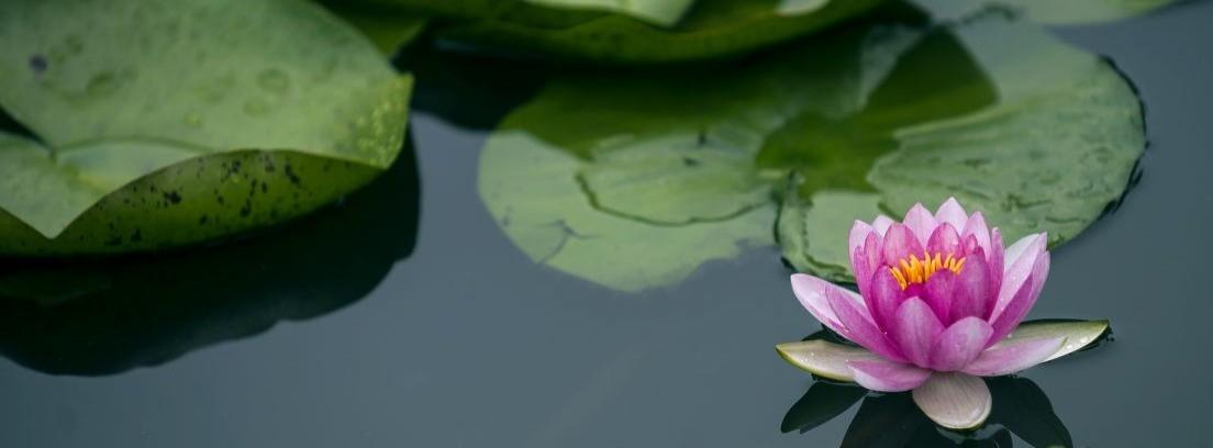 cual es el significado de la flor de loto