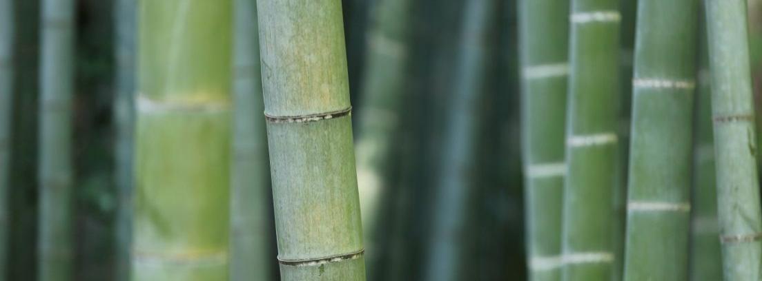 Los tipos de bambú que puedes encontrar