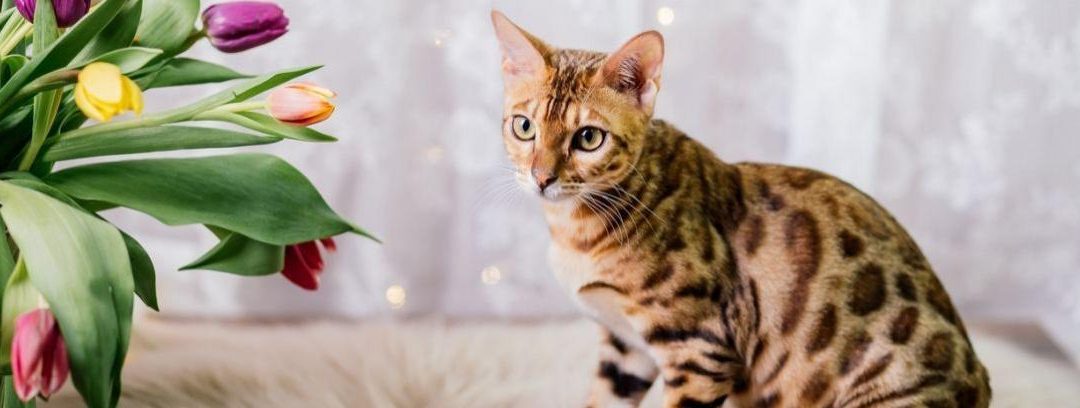 El gato bengalí, de apariencia salvaje, pero de lo más cariñoso