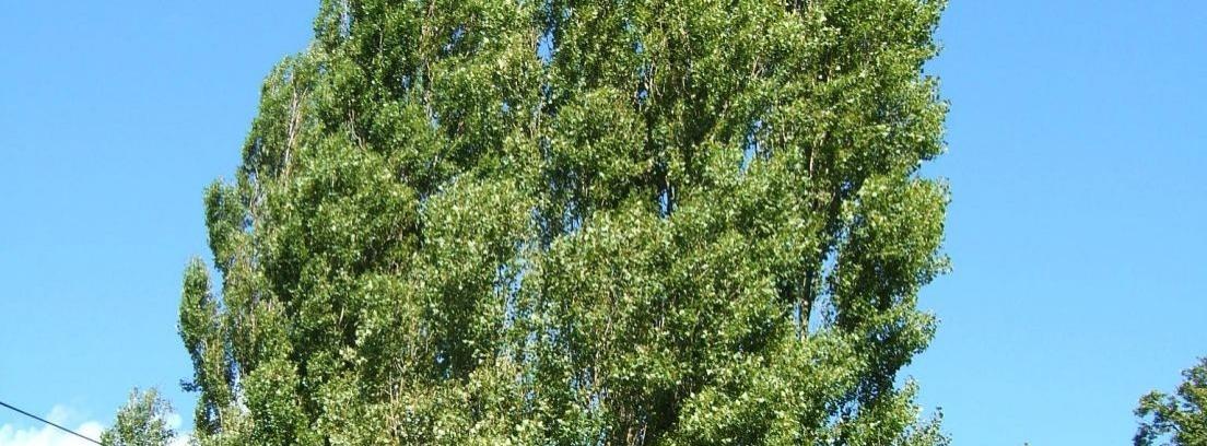 El chopo, un árbol muy común en España