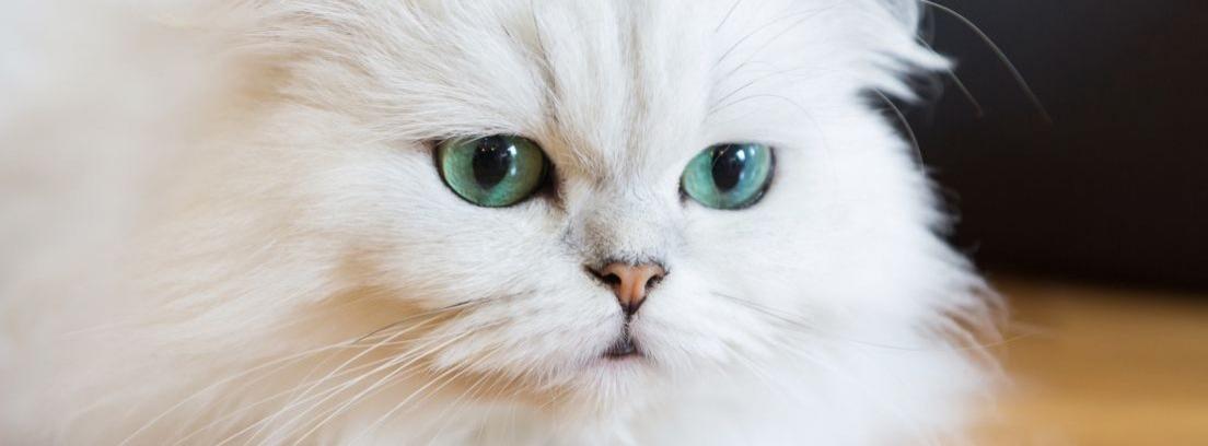 Una bonita cría de gato persa