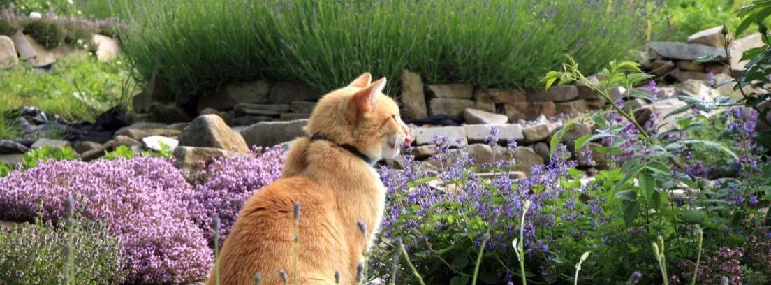 Evita que los gatos estropeen tu jardín