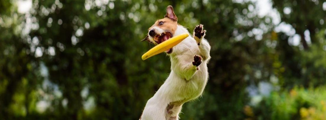 perro con frisbee