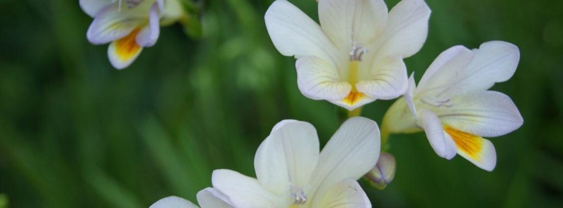 Las 7 flores más olorosas para tu jardín