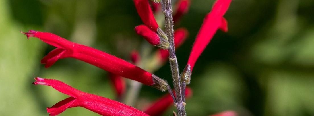 Salvia roja