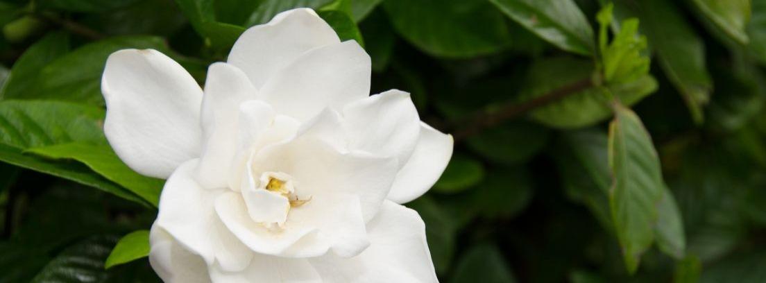 Las gardenias: qué cuidados necesitan