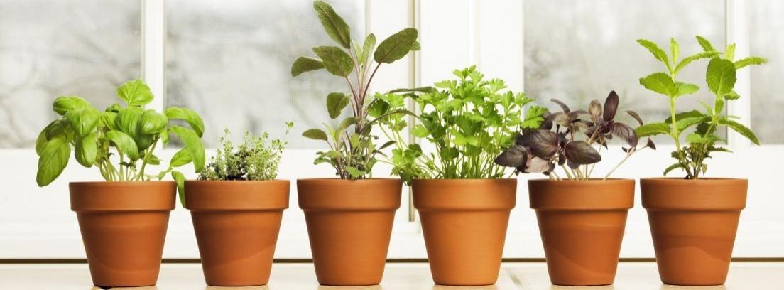 Las mejores plantas para jardines pequeños