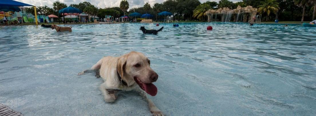 Parques acuáticos para perros