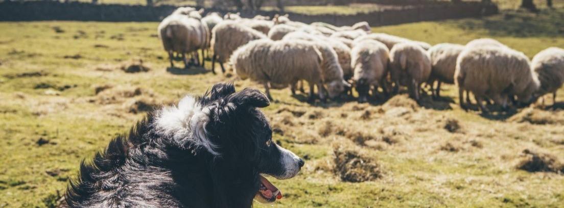 Perros ovejeros