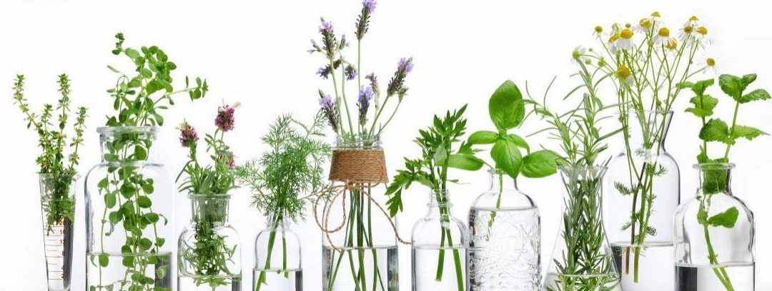 Plantas aromáticas para tu casa y tu cocina