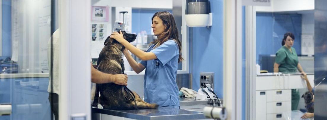 Preparación de un perro para una operación