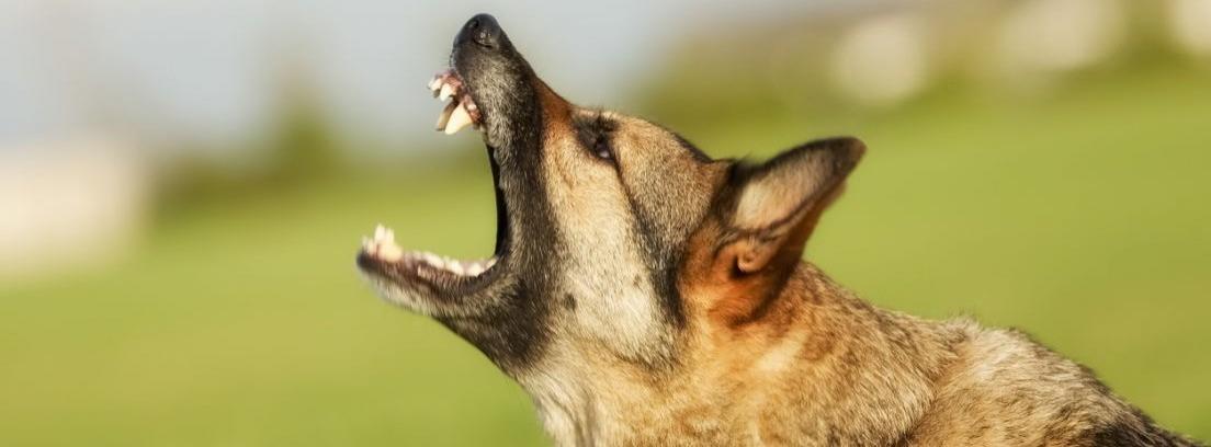 Cómo cambiar comportamiento perros agresivos -canalHOGAR