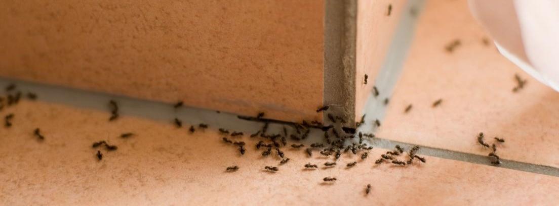 Hoja llena de hormigas