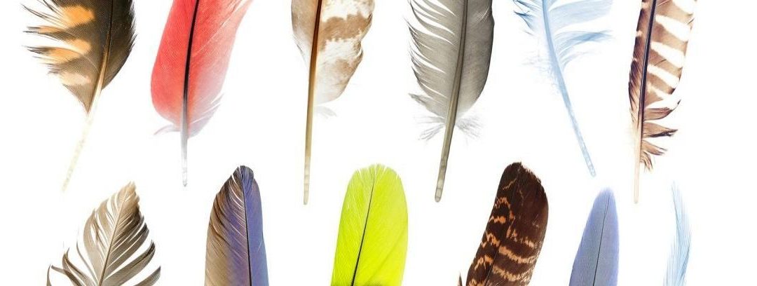 Tipos de plumas en las aves