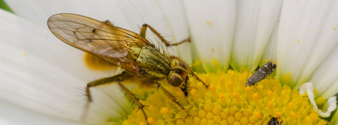Avispa sobre centro amarillo de margarita junto a otros insectos.