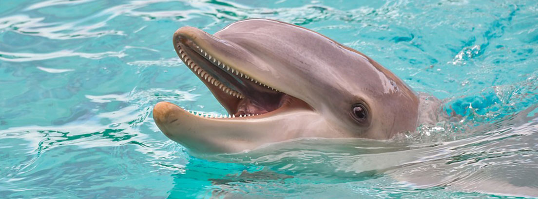 Delfín sacando la cabeza fuera del agua